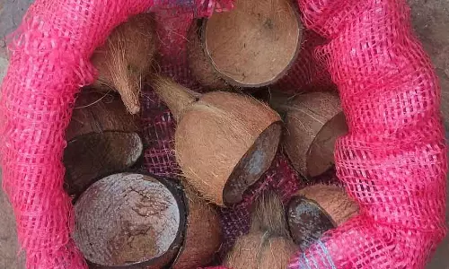 Karnataka : नारियल के छिलकों की बढ़ती मांग Karnataka : नारियल के छिलकों की बढ़ती मांग