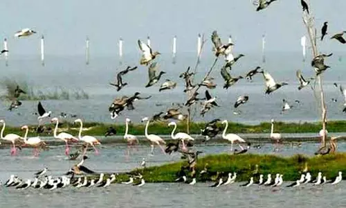 Odisha के हीराकुड जलाशय में 4.21 लाख प्रवासी पक्षी देखे गए