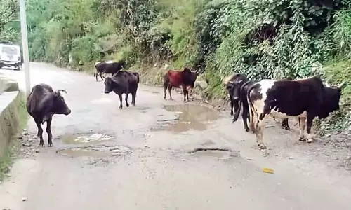 लोगों को मवेशी छोड़ने से रोकने के लिए सख्त नियम बनाने की ज़रूरत: Kullu MC Chairman
