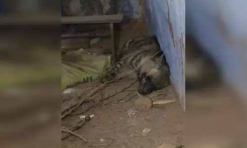 OMG! स्कूल में लकड़बग्घा के घुसने से मची दहशत, फिर... OMG! स्कूल में लकड़बग्घा के घुसने से मची दहशत, फिर...