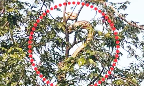 मेमना को निगल गया अजगर, सरगुजा की घटना मेमना को निगल गया अजगर, सरगुजा की घटना