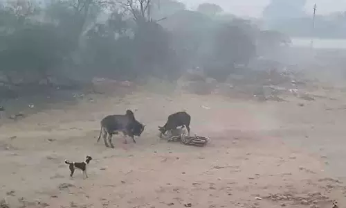 Bulandshahr: खुर्जा में आवारा सांडों के हमले में बाइक सवार घायल Bulandshahr: खुर्जा में आवारा सांडों के हमले में बाइक सवार घायल