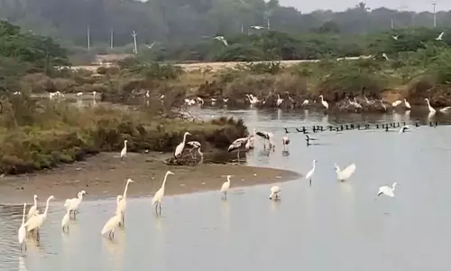 Tamil Nadu: थूथुकुडी हार्बर बीच पर बारिश से भरे नमक के मैदानों में जलपक्षी उमड़ पड़े Tamil Nadu: थूथुकुडी हार्बर बीच पर बारिश से भरे नमक के मैदानों में जलपक्षी उमड़ पड़े