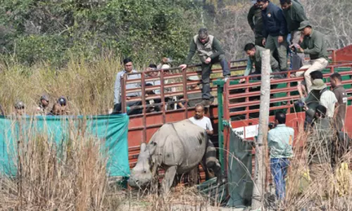 काजीरंगा: CWRC ने 7,300+ जानवरों को बचाया, दो गैंडे रिहा काजीरंगा: CWRC ने 7,300+ जानवरों को बचाया, दो गैंडे रिहा
