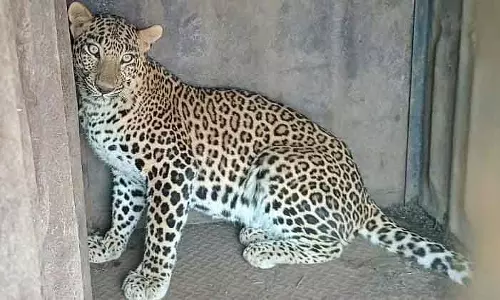 Nashik : पंचवटी में फंसा तेंदुआ; वन विभाग ने लोगों से सतर्क रहने की अपील की