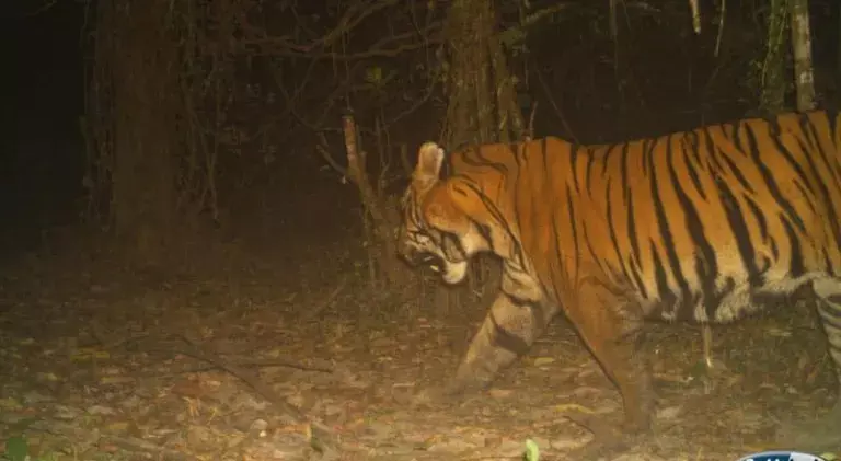 Assam के डिब्रू-सैखोवा नेशनल पार्क में पहली बार रॉयल बंगाल टाइगर देखा गया Assam के डिब्रू-सैखोवा नेशनल पार्क में पहली बार रॉयल बंगाल टाइगर देखा गया