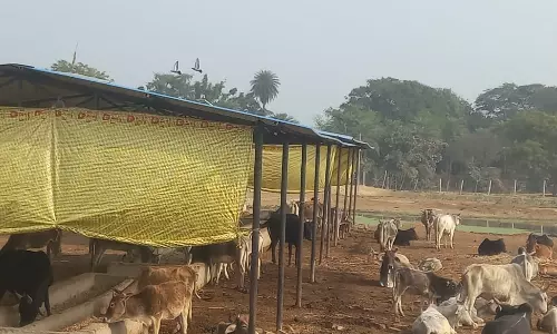 Bareilly: सचिव निलंबन से गोशाला प्रबंधन में सख्ती का संदेश Bareilly: सचिव निलंबन से गोशाला प्रबंधन में सख्ती का संदेश