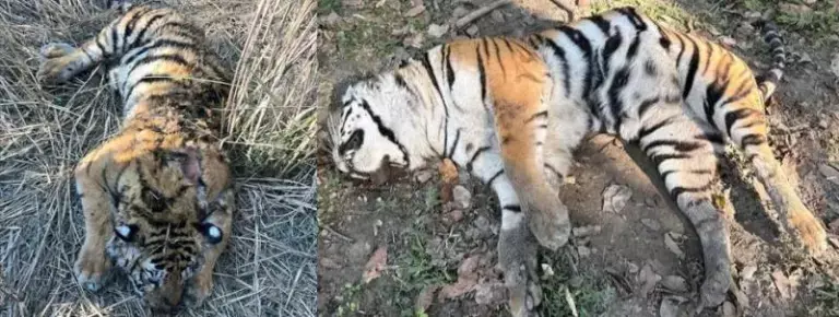 Assam में काजीरंगा के लिए सुरक्षा उपाय: कॉरिडोर विस्तार पर जोर Assam में काजीरंगा के लिए सुरक्षा उपाय: कॉरिडोर विस्तार पर जोर