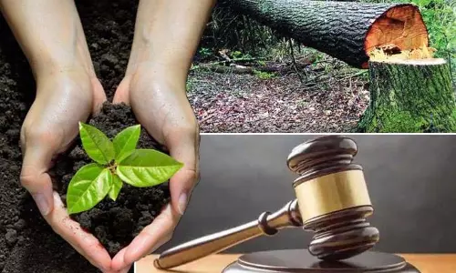 काटे गए पेड़ों के मुआवज़े के तौर पर लगाए गए पेड़ों की गिनती करें; High Court ने आदेश दिया काटे गए पेड़ों के मुआवज़े के तौर पर लगाए गए पेड़ों की गिनती करें; High Court ने आदेश दिया