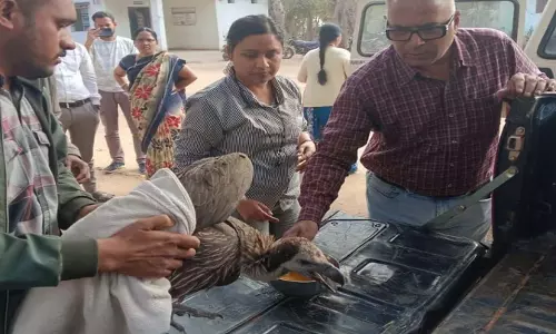 महाराष्ट्र से छत्तीसगढ़ आया गिद्ध, 400 किमी की उड़ान के बाद वन विभाग ने किया सफल रेस्क्यू