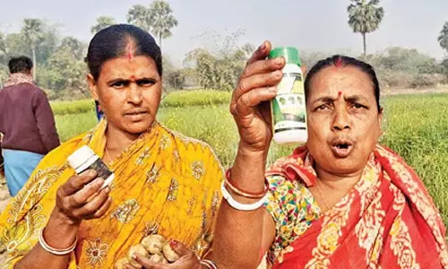 हाथियों ने पिछले कुछ बीघा फसलें नष्ट कर दीं, किसानों ने suicide की धमकी दी हाथियों ने पिछले कुछ बीघा फसलें नष्ट कर दीं, किसानों ने suicide की धमकी दी