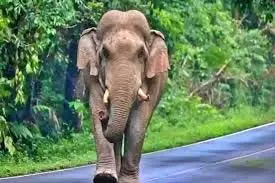 Jharkhand: सब्जी विक्रेता को हाथियों ने बेरहमी से कुचला, इलाके में दहशत Jharkhand: सब्जी विक्रेता को हाथियों ने बेरहमी से कुचला, इलाके में दहशत