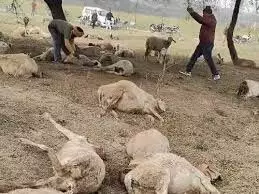 Greater Noida: जहरीला पानी पीने से 25 भेड़ों की मौत, 50 गंभीर Greater Noida: जहरीला पानी पीने से 25 भेड़ों की मौत, 50 गंभीर