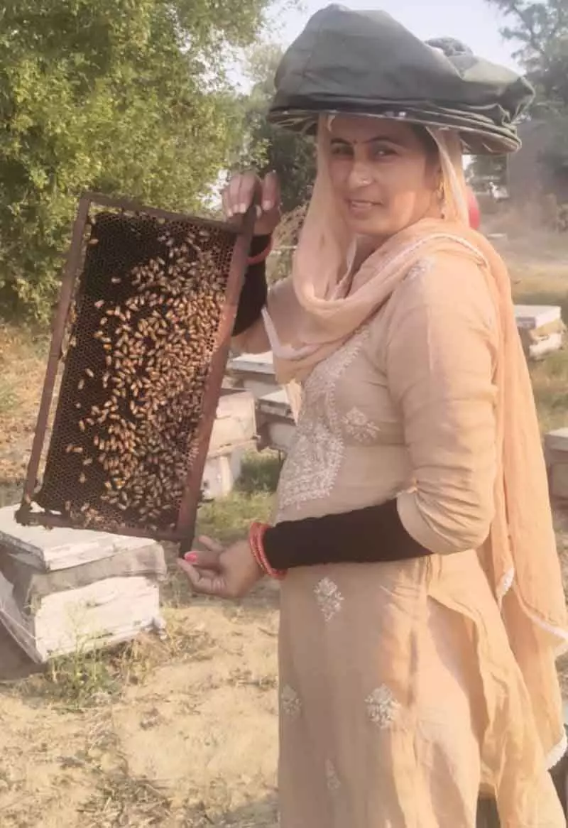 Fatehabad की महिला ने परंपरा को सफल शहद कारोबार में बदला Fatehabad की महिला ने परंपरा को सफल शहद कारोबार में बदला