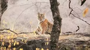 Mohammadabad: वन्य जीव संरक्षण कानून लागू, शिकारी पर कार्रवाई Mohammadabad: वन्य जीव संरक्षण कानून लागू, शिकारी पर कार्रवाई