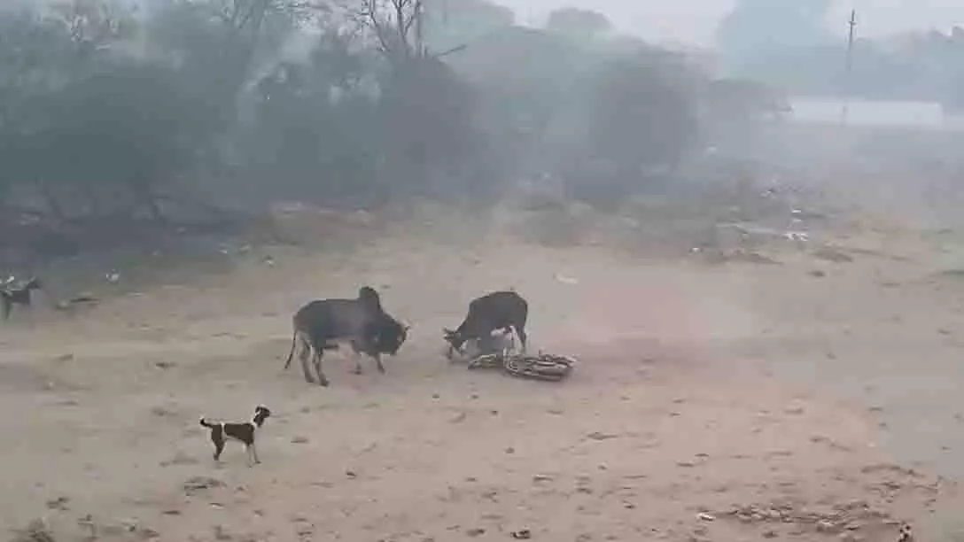Bulandshahr: खुर्जा में आवारा सांडों के हमले में बाइक सवार घायल Bulandshahr: खुर्जा में आवारा सांडों के हमले में बाइक सवार घायल