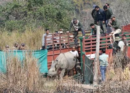 काजीरंगा: CWRC ने 7,300+ जानवरों को बचाया, दो गैंडे रिहा काजीरंगा: CWRC ने 7,300+ जानवरों को बचाया, दो गैंडे रिहा