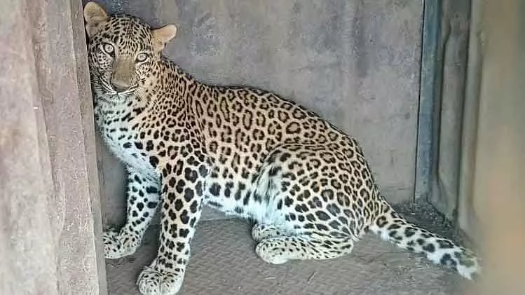 Nashik : पंचवटी में फंसा तेंदुआ; वन विभाग ने लोगों से सतर्क रहने की अपील की Nashik : पंचवटी में फंसा तेंदुआ; वन विभाग ने लोगों से सतर्क रहने की अपील की