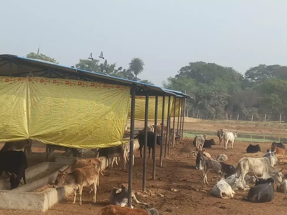 Bareilly: सचिव निलंबन से गोशाला प्रबंधन में सख्ती का संदेश Bareilly: सचिव निलंबन से गोशाला प्रबंधन में सख्ती का संदेश