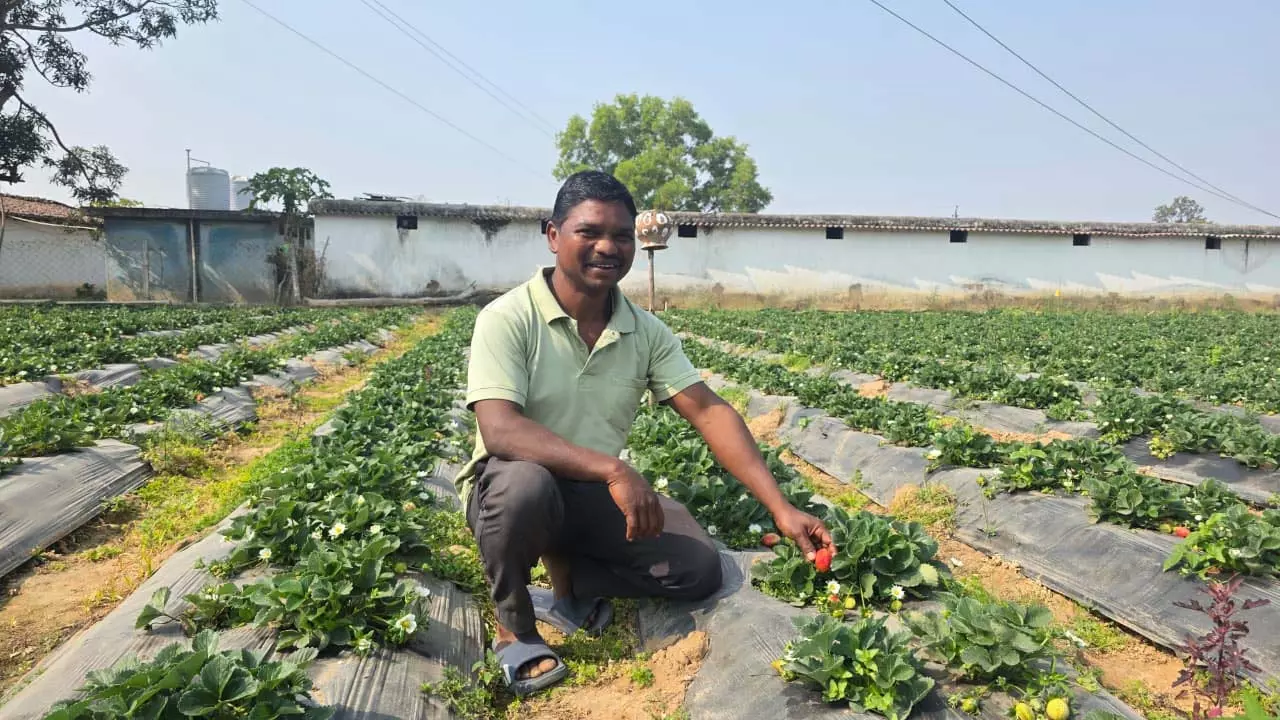उद्यानिकी खेती से बदली किसान की आर्थिक तस्वीर, धान की तुलना में स्ट्रॉबेरी की खेती में डबल मुनाफा उद्यानिकी खेती से बदली किसान की आर्थिक तस्वीर, धान की तुलना में स्ट्रॉबेरी की खेती में डबल मुनाफा