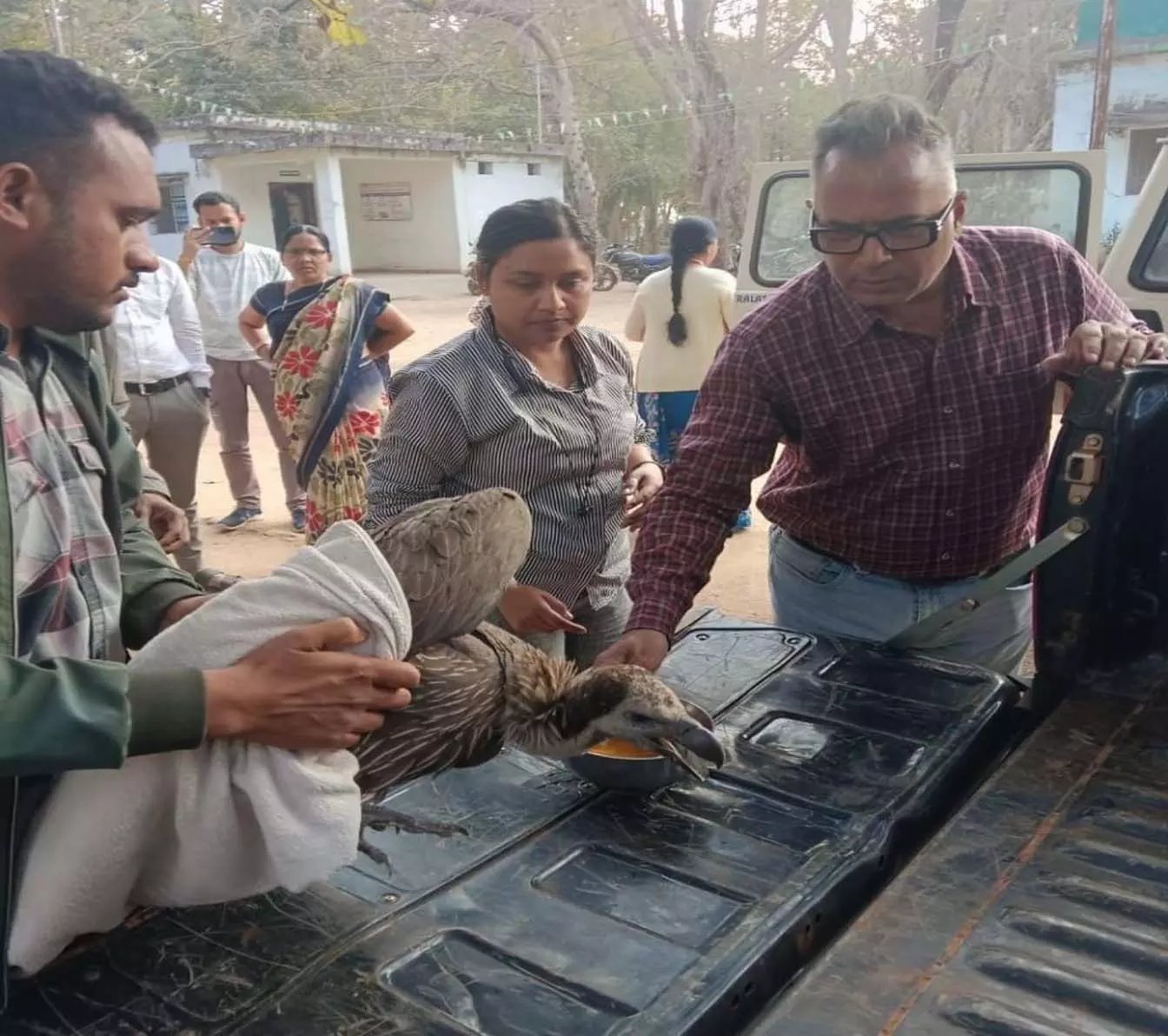 महाराष्ट्र से छत्तीसगढ़ आया गिद्ध, 400 किमी की उड़ान के बाद वन विभाग ने किया सफल रेस्क्यू महाराष्ट्र से छत्तीसगढ़ आया गिद्ध, 400 किमी की उड़ान के बाद वन विभाग ने किया सफल रेस्क्यू