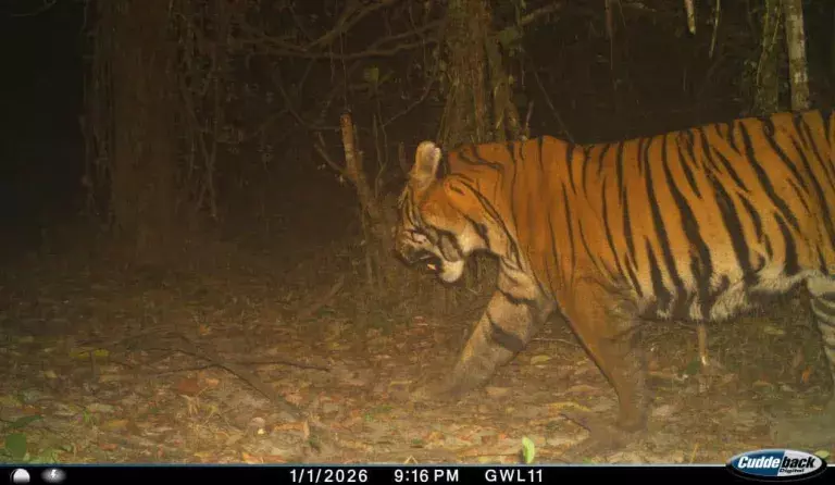 Assam: डिब्रू-सैखोवा में सालों में पहली बार रॉयल बंगाल टाइगर देखा गया