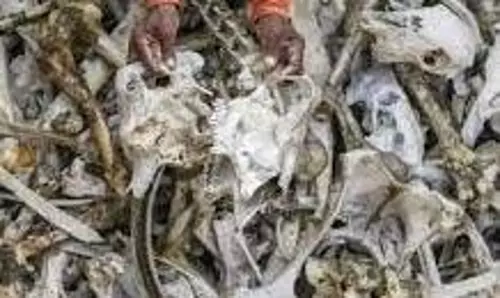 Rewa:कंकालों की तस्करी का भंडाफोड़, इलाके में भारी फोर्स तैनात Rewa:कंकालों की तस्करी का भंडाफोड़, इलाके में भारी फोर्स तैनात
