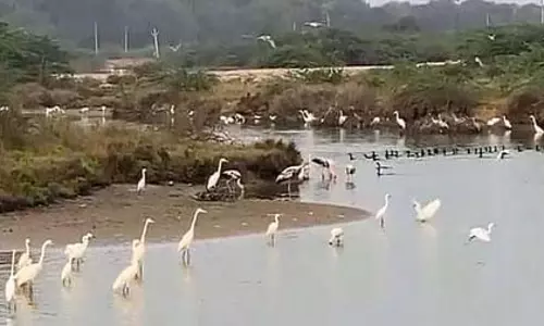 थूथुकुडी: भारी बारिश ने नमक के खेतों को बनाया पक्षियों का बसेरा, खूब आ रहे हैं प्रवासी पक्षी थूथुकुडी: भारी बारिश ने नमक के खेतों को बनाया पक्षियों का बसेरा, खूब आ रहे हैं प्रवासी पक्षी