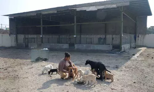 Punjab का पहला डॉग सैंक्चुअरी आवारा कुत्तों की समस्या के बीच उम्मीद लेकर आया है