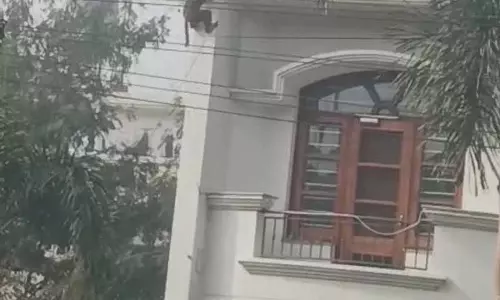Phagwara में बंदरों की समस्या, अधिकारी आंखें मूंदे हुए हैं और बंदरों की संख्या बेकाबू हो रही
