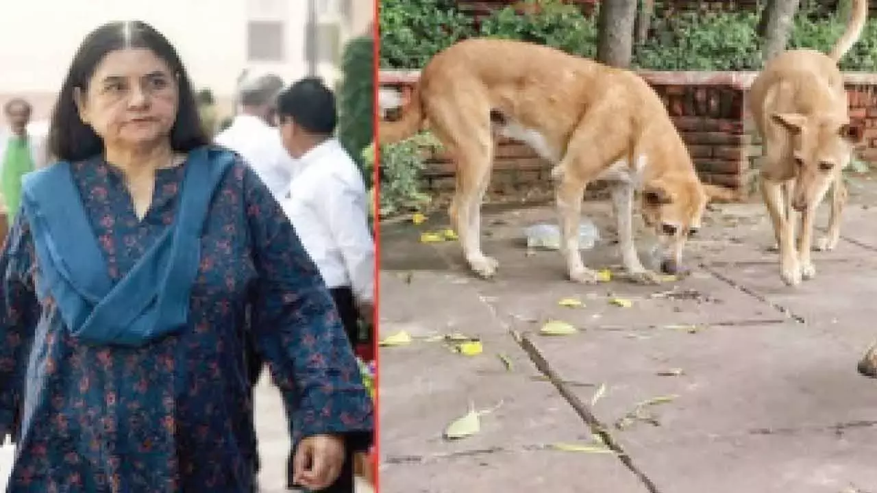 आवारा कुत्तों के मामले में मेनका की आलोचना से SC नाराज़ आवारा कुत्तों के मामले में मेनका की आलोचना से SC नाराज़