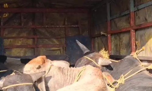 Samba :  गौ तस्करी के खिलाफ बड़ी कार्रवाई, गोवंश बरामद