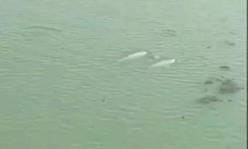 लैगून में देखे जाने के बाद चिल्का झील में Dolphin की गिनती शुरू लैगून में देखे जाने के बाद चिल्का झील में Dolphin की गिनती शुरू