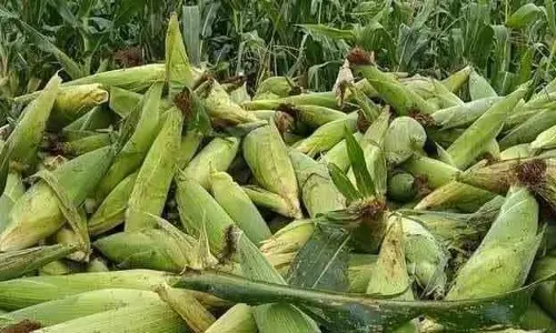 Koraput में मक्का मंडी न होने से किसान मजबूरी में बेच रहे Koraput में मक्का मंडी न होने से किसान मजबूरी में बेच रहे