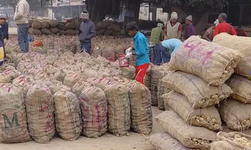 Farrukhabad: आलू व्यापारियों के लिए सातनपुर मंडी में दाम रहे अस्थिर Farrukhabad: आलू व्यापारियों के लिए सातनपुर मंडी में दाम रहे अस्थिर