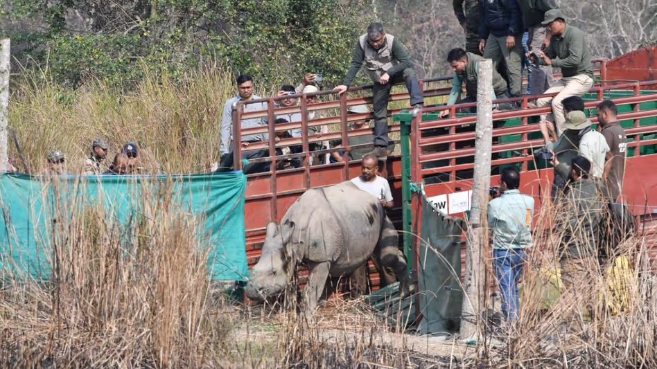 दो बचाए गए गैंडों को सफल पुनर्वास के बाद काजीरंगा National पार्क में भेजा गया दो बचाए गए गैंडों को सफल पुनर्वास के बाद काजीरंगा National पार्क में भेजा गया