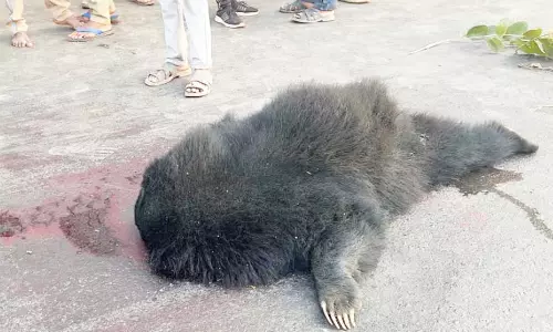 NH-30 पर अज्ञात वाहन की टक्कर से भालू की मौत, वन विभाग ने शुरू की जांच