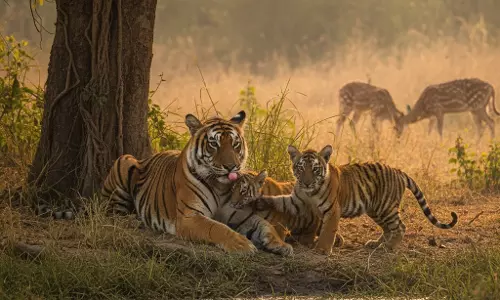 मध्य प्रदेश बना देश का ‘टाइगर स्टेट’, बाघों की संख्या में रिकॉर्ड वृद्धि मध्य प्रदेश बना देश का ‘टाइगर स्टेट’, बाघों की संख्या में रिकॉर्ड वृद्धि