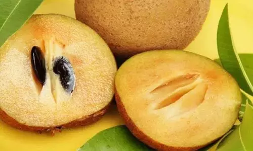 रोज़ाना चीकू खाने से सेहत को ये शानदार Benefits मिलते रोज़ाना चीकू खाने से सेहत को ये शानदार Benefits मिलते