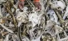 Rewa:कंकालों की तस्करी का भंडाफोड़, इलाके में भारी फोर्स तैनात Rewa:कंकालों की तस्करी का भंडाफोड़, इलाके में भारी फोर्स तैनात