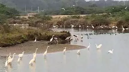 थूथुकुडी: भारी बारिश ने नमक के खेतों को बनाया पक्षियों का बसेरा, खूब आ रहे हैं प्रवासी पक्षी थूथुकुडी: भारी बारिश ने नमक के खेतों को बनाया पक्षियों का बसेरा, खूब आ रहे हैं प्रवासी पक्षी