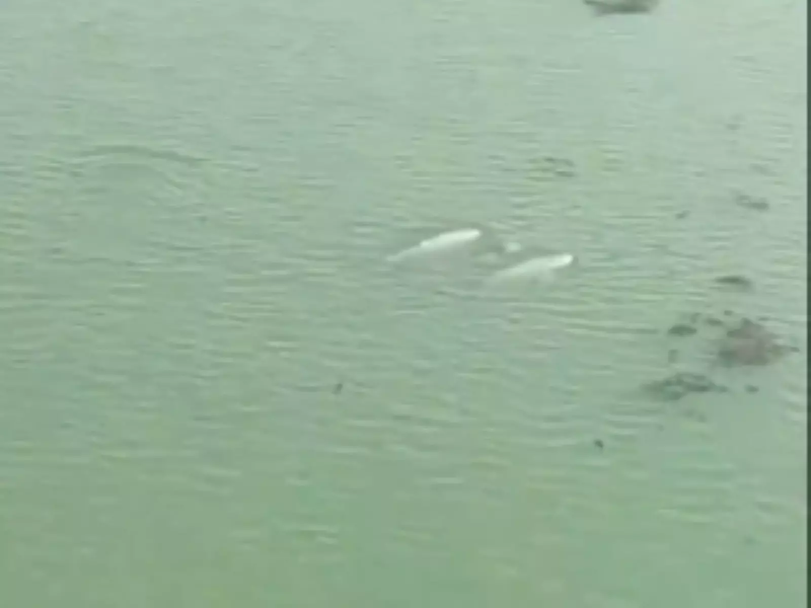 लैगून में देखे जाने के बाद चिल्का झील में Dolphin की गिनती शुरू लैगून में देखे जाने के बाद चिल्का झील में Dolphin की गिनती शुरू