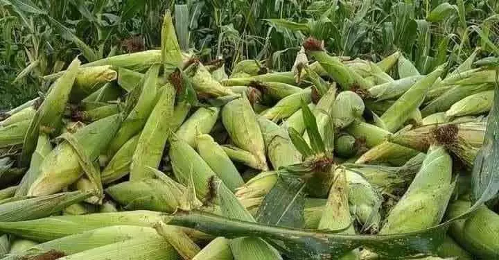 Koraput में मक्का मंडी न होने से किसान मजबूरी में बेच रहे Koraput में मक्का मंडी न होने से किसान मजबूरी में बेच रहे