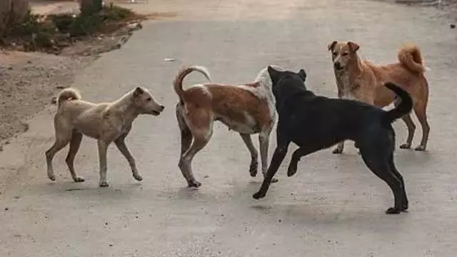 बाप रे! 100 कुत्तों को जहर देकर उतारा मौत के घाट, फिर... बाप रे! 100 कुत्तों को जहर देकर उतारा मौत के घाट, फिर...