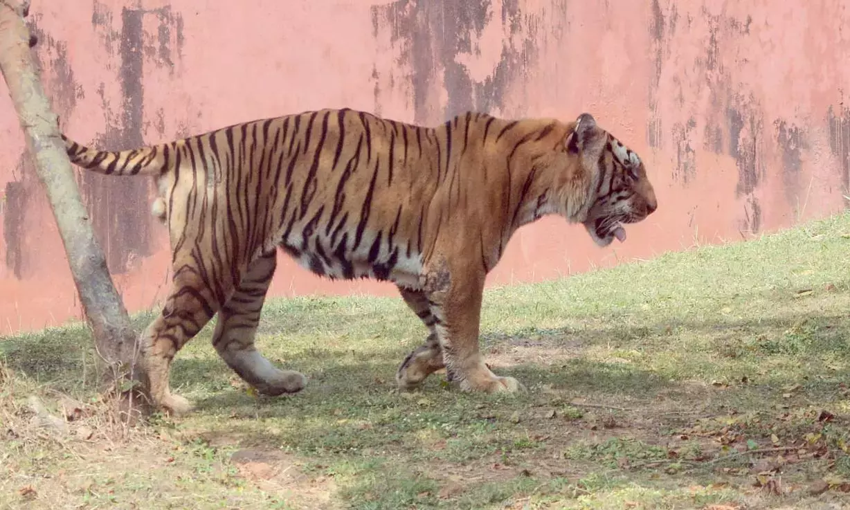 Telangana : मेन्डरिंग टाइगर फिर फिसला Telangana : मेन्डरिंग टाइगर फिर फिसला