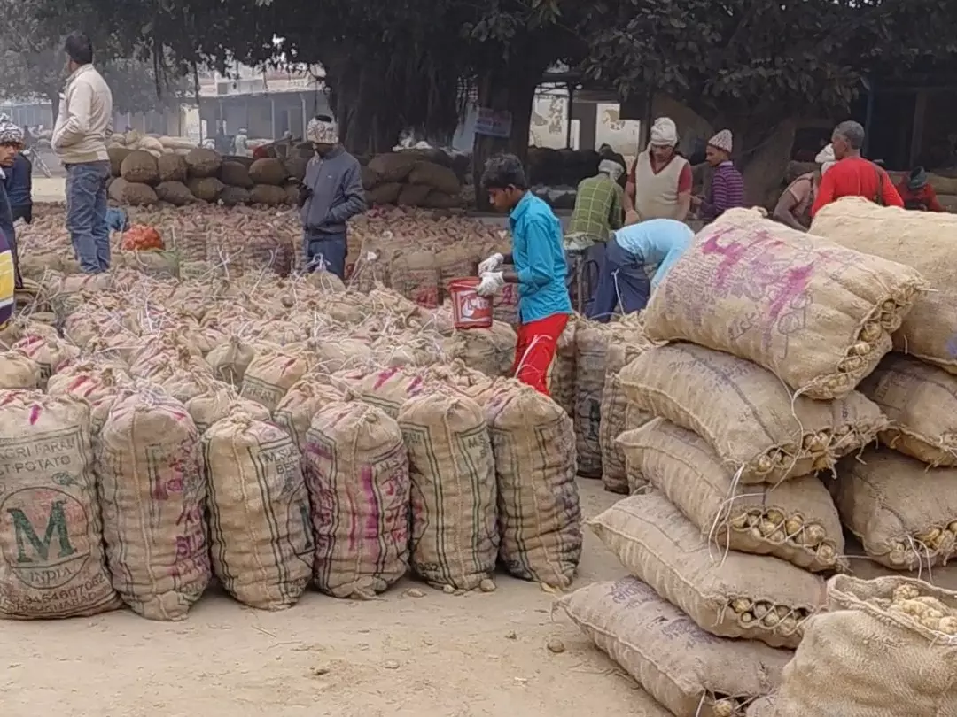 Farrukhabad: आलू व्यापारियों के लिए सातनपुर मंडी में दाम रहे अस्थिर Farrukhabad: आलू व्यापारियों के लिए सातनपुर मंडी में दाम रहे अस्थिर