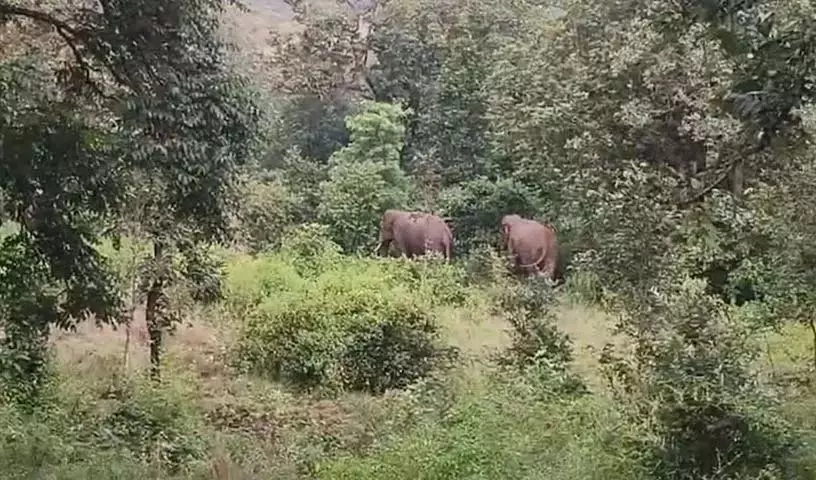 झारखंड में हाथी के हमले में 22 लोगों की मौत के बाद Emergency घोषित झारखंड में हाथी के हमले में 22 लोगों की मौत के बाद Emergency घोषित