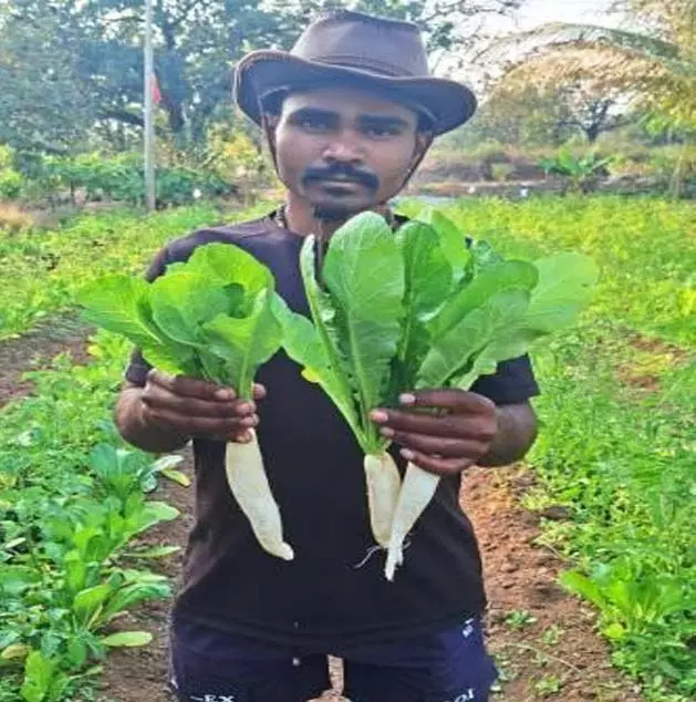 सोना राम ने देशी लाईट ट्रेप कीट नियंत्रण उपाय अपनाया सोना राम ने देशी लाईट ट्रेप कीट नियंत्रण उपाय अपनाया