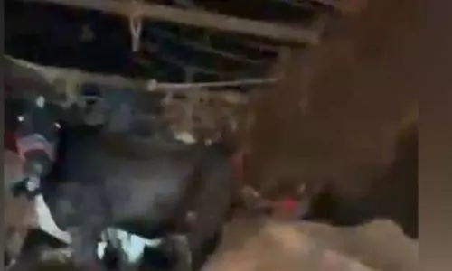 Jalandhar: गौ तस्करी का पर्दाफाश, कई गाएं बरामद Jalandhar: गौ तस्करी का पर्दाफाश, कई गाएं बरामद