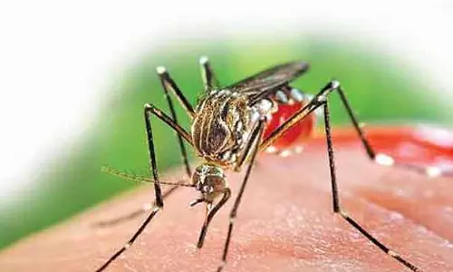Tamil Nadu : चिकनगुनिया बढ़ रहा है! स्पेशल वार्ड और बचाव के उपाय के आदेश